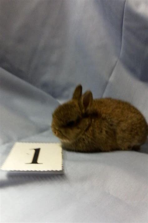 1 male and 2 females. . Netherland dwarf rabbit for sale new york